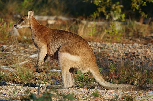 Agile wallaby